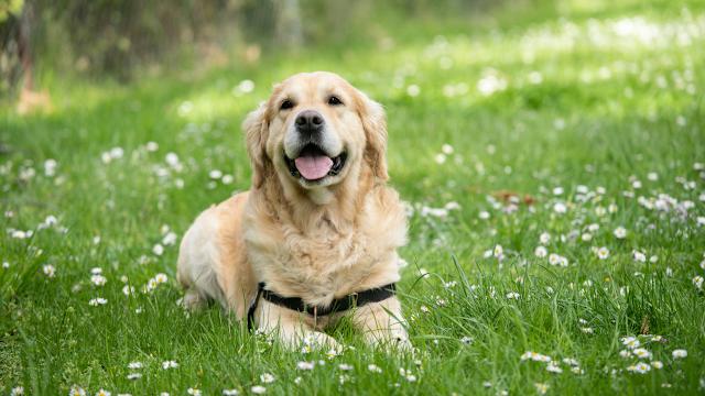 Dogs available for rescue