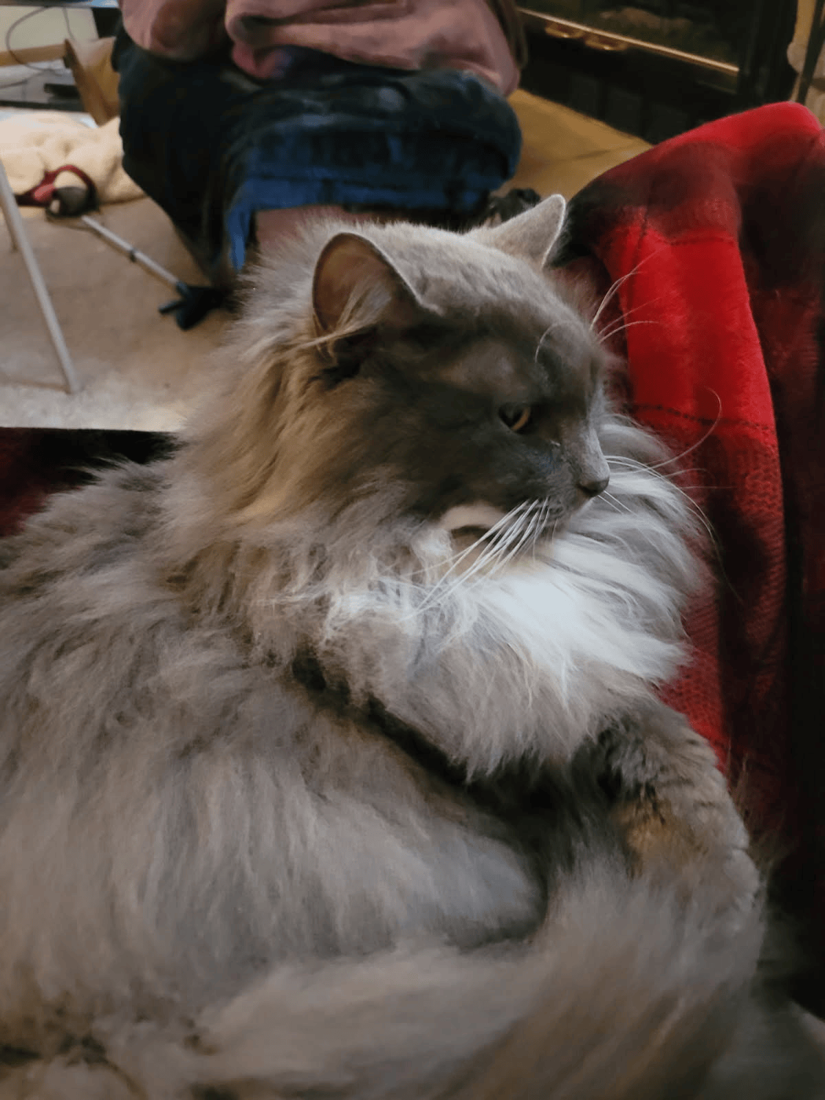 cat