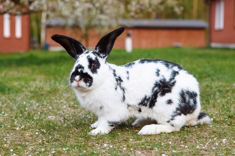 Rabbits available for rescue